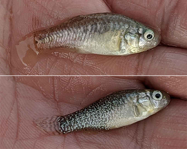 Apricaphanius saourensis