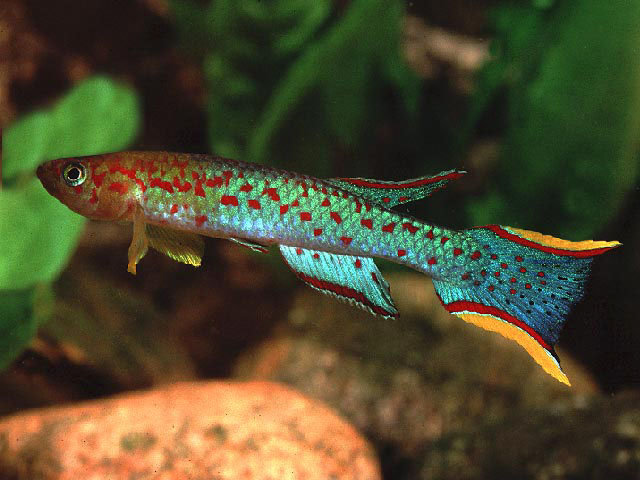 Scriptaphyosemion schmitti