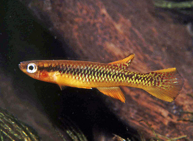 Aphyosemion schluppi