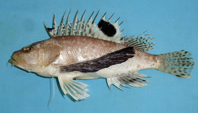 Apistus shaula