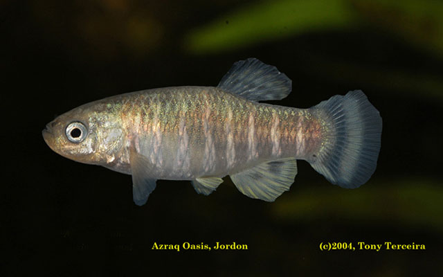 Aphaniops sirhani