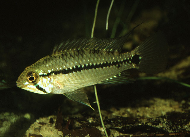 Apistogramma taeniata