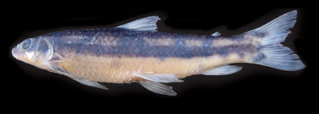 Apareiodon vladii