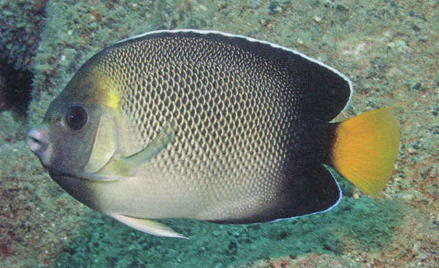 Apolemichthys xanthurus
