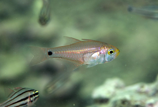 Archamia bleekeri