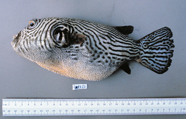 Arothron carduus