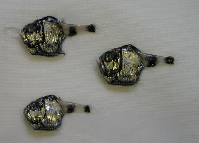 Argyropelecus hemigymnus