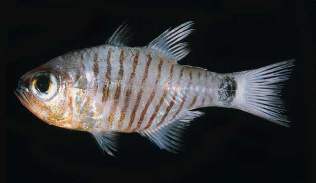 Arlin_u2.jpg