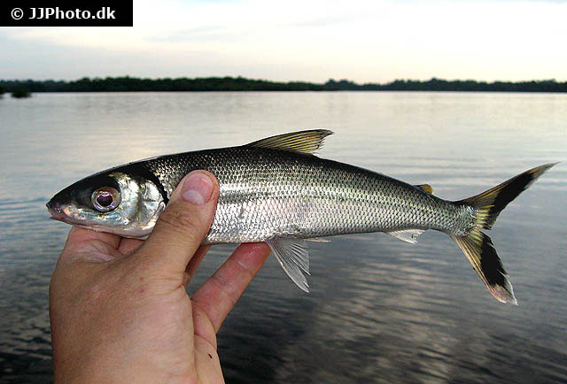 Argonectes longiceps
