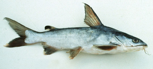 Arius maculatus