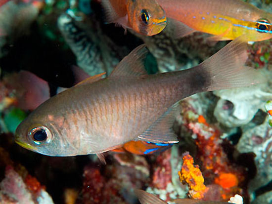 Taeniamia macroptera