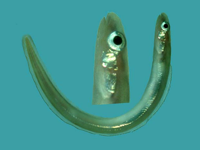 Ariosoma megalops