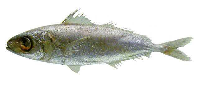 Ariomma melana