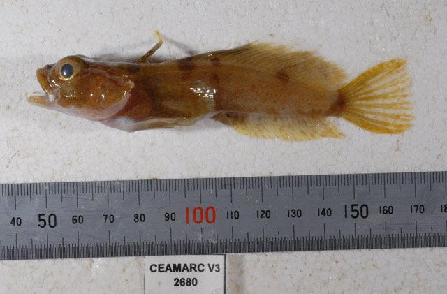 Artedidraco mirus