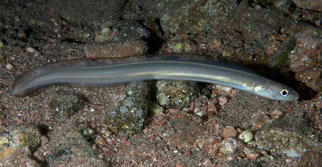 Ariosoma sanzoi