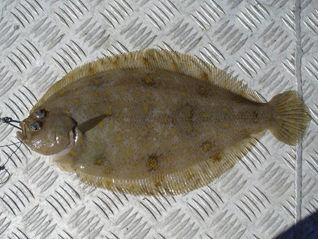 Arnoglossus scapha
