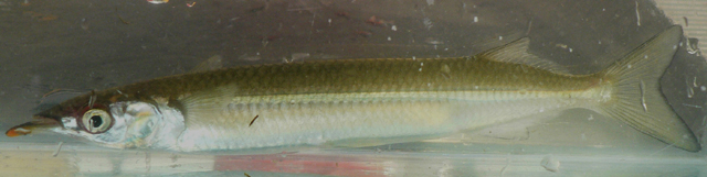 Arscl_u1.jpg