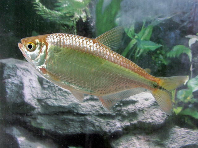Astyanax aeneus