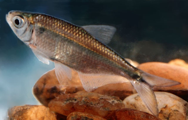 Astyanax aramburui