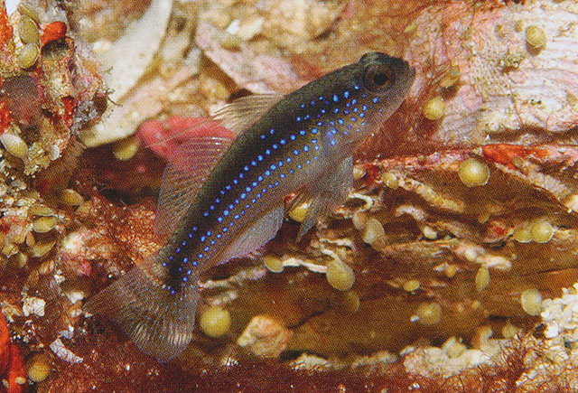 Asterropteryx atripes