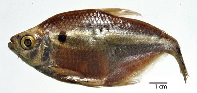 Astyanax atratoensis