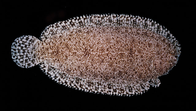Aseraggodes bahamondei