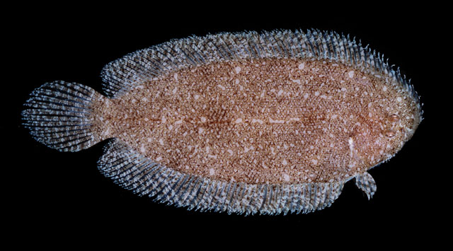 Aseraggodes borehami