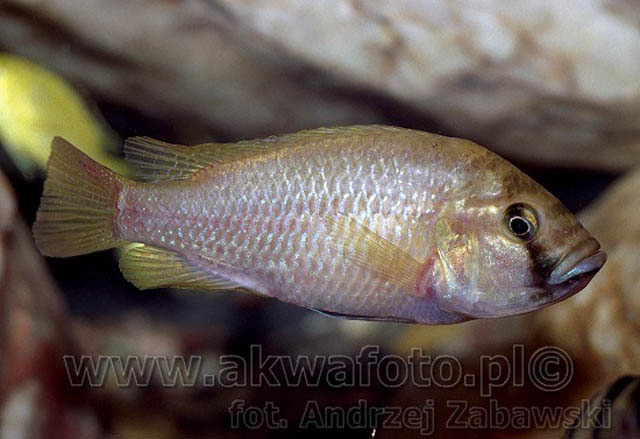 Astatotilapia calliptera