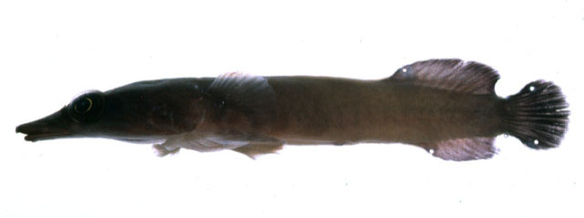 Aspasmichthys ciconiae