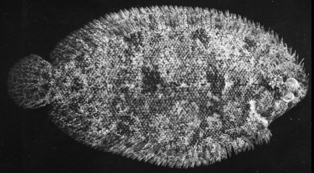 Aseraggodes cyclurus