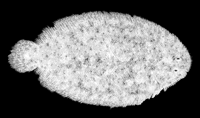 Aseraggodes heraldi