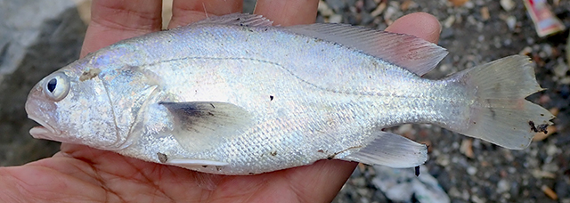 Aspericorvina jubata