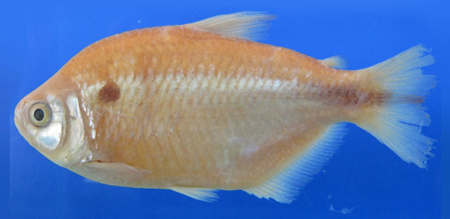 Aslac_u0.jpg