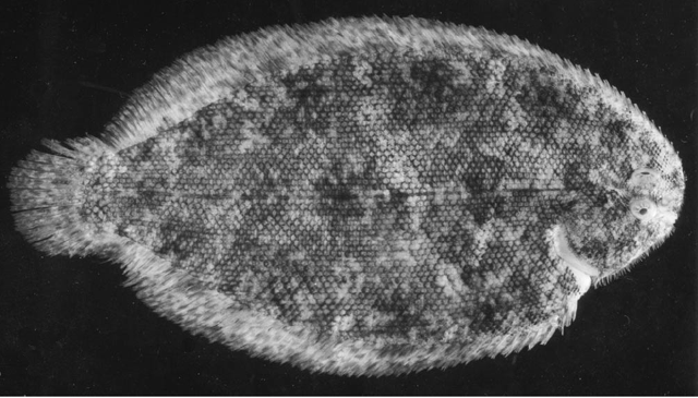 Aseraggodes lateralis