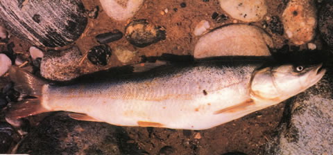 Aslat_u0.jpg