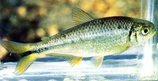 Astyanax mexicanus