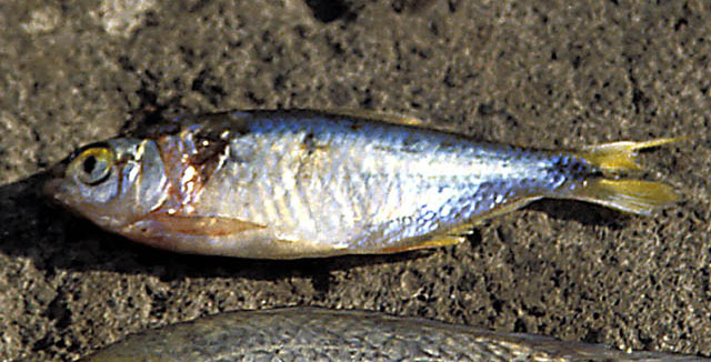 Astyanax nicaraguensis
