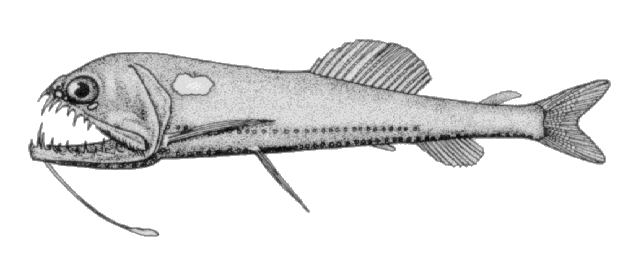 Astronesthes nigra