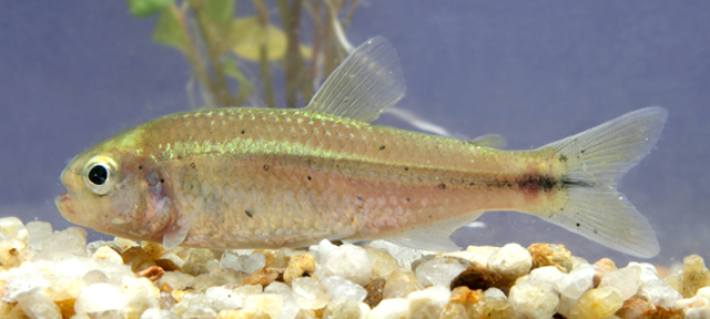 Psalidodon paranae