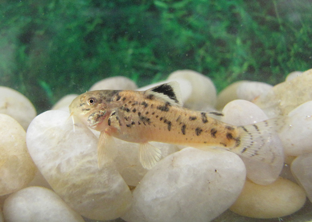 Aspidoras raimundi
