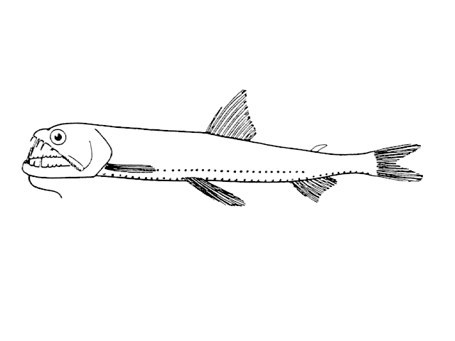 Astronesthes richardsoni
