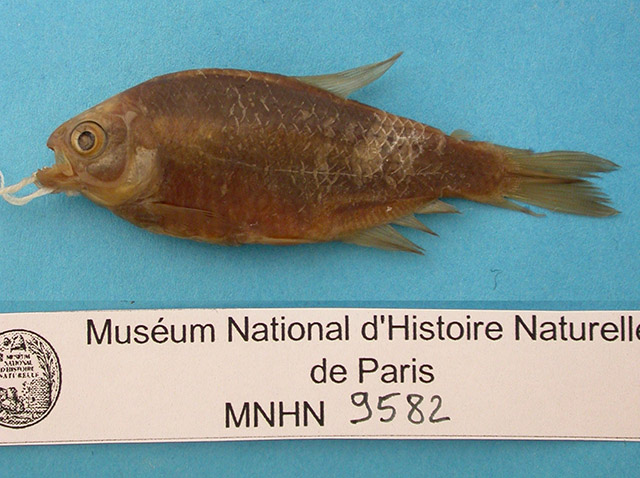 Psalidodon rivularis