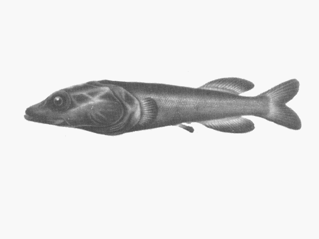 Asquamiceps velaris