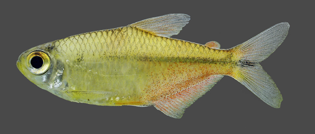 Psalidodon vermilion