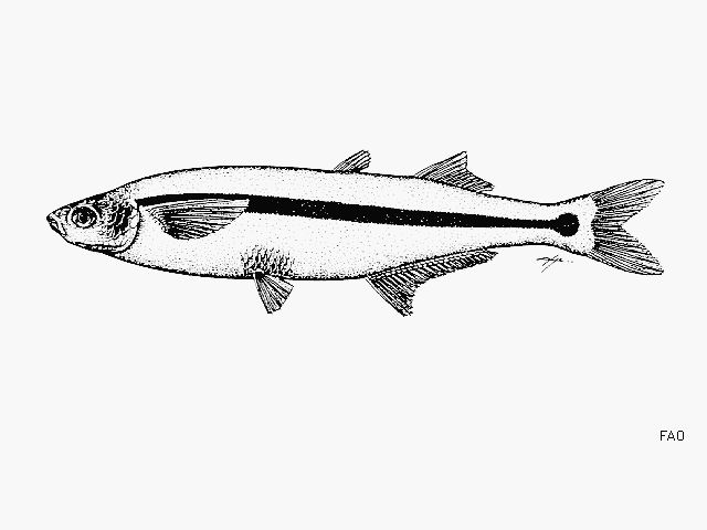 Atherinops affinis