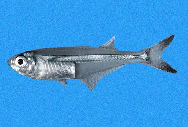 Atherinella eriarcha