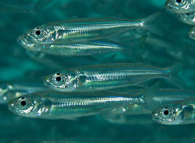 Atherinomorus lacunosus
