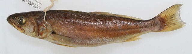Atractoscion macrolepis