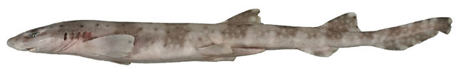 Atelomycterus marnkalha