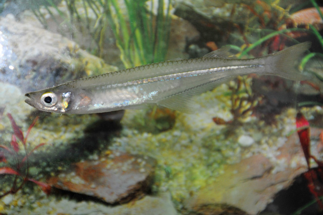 Atherinella milleri